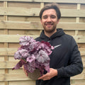 Heuchera 'Pink Panther' 2L