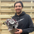 Heuchera 'Silverberry' 2L