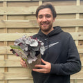 Heuchera 'Silver Gumdrop' 2L