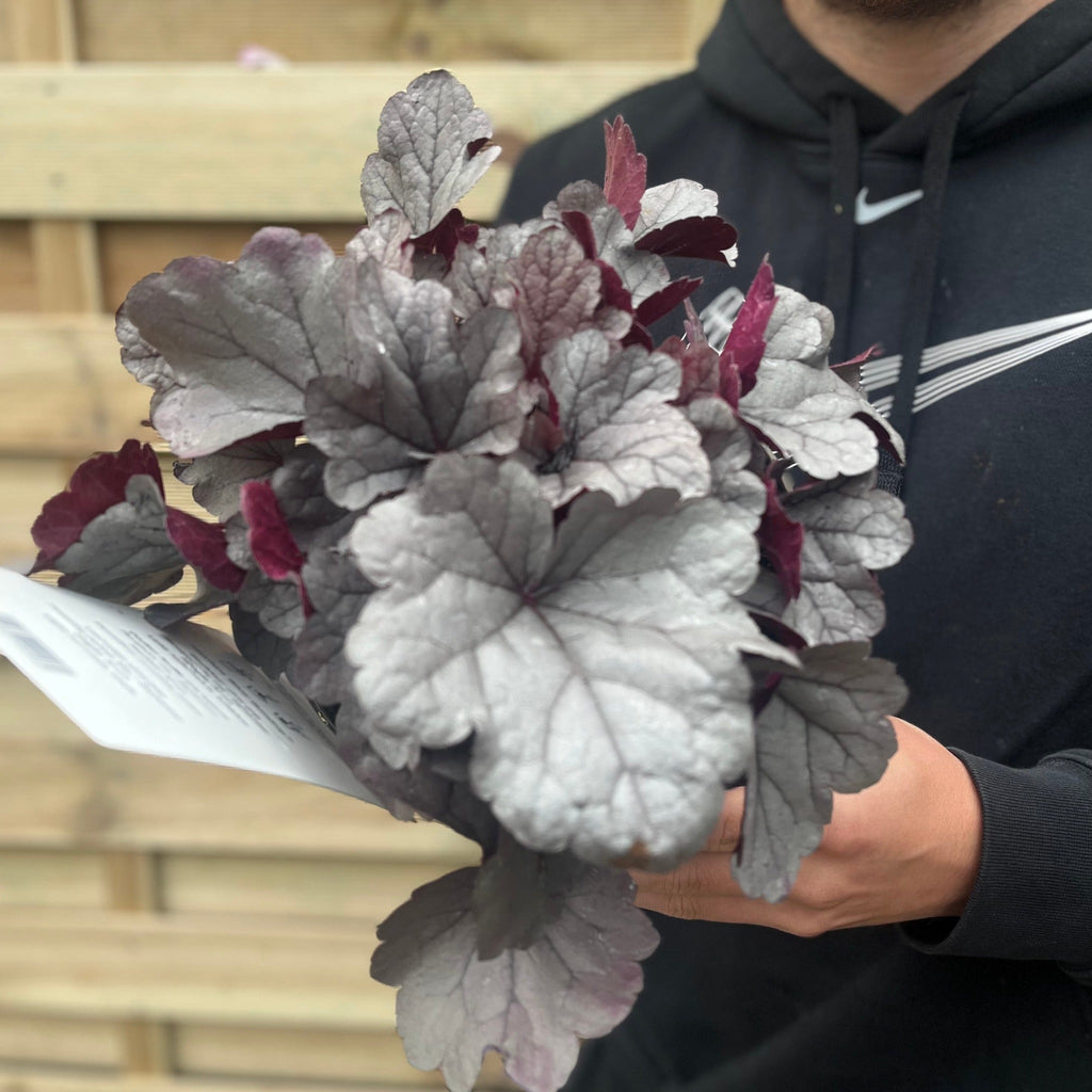 Heuchera 'Silver Gumdrop' 2L