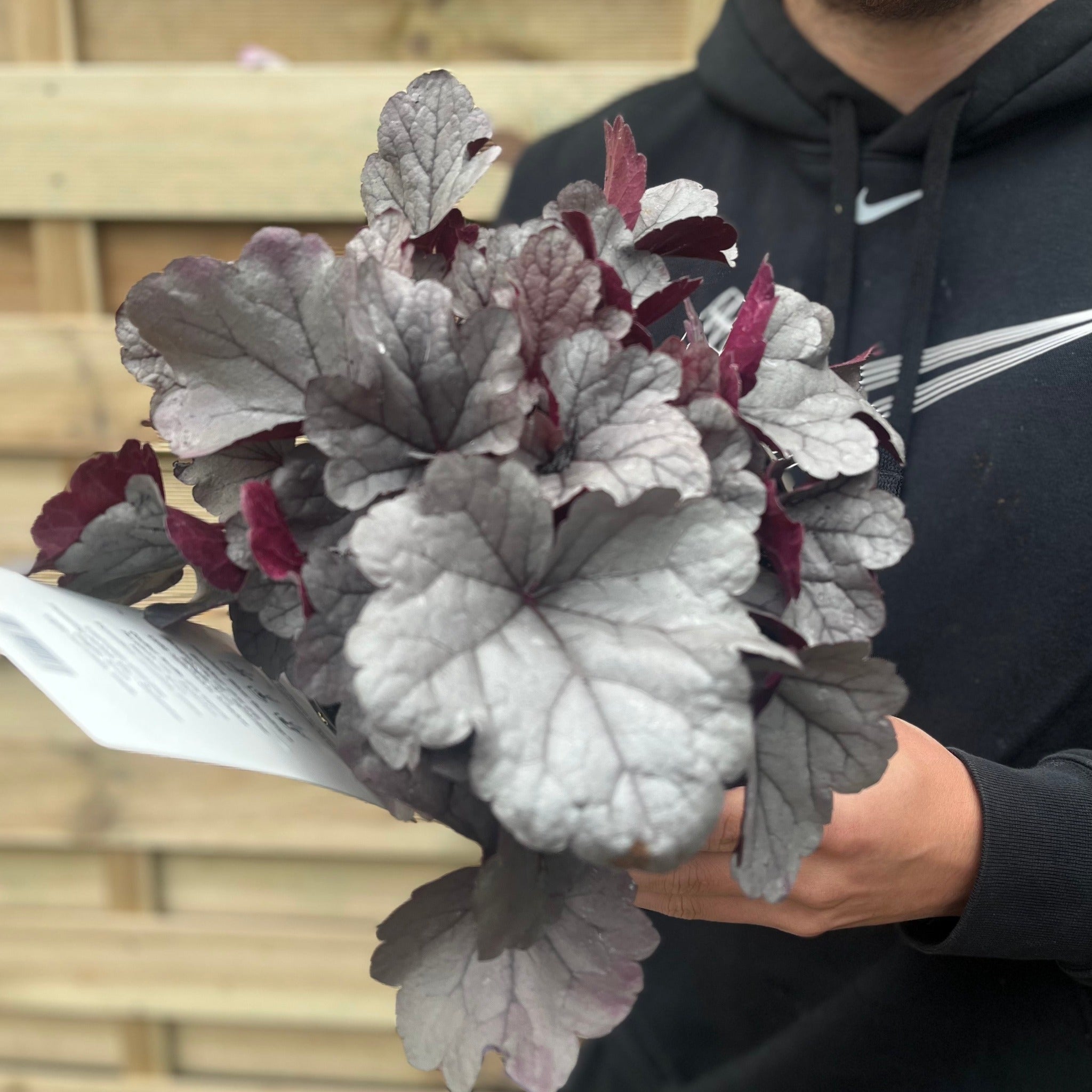 Heuchera 'Silver Gumdrop' 2L
