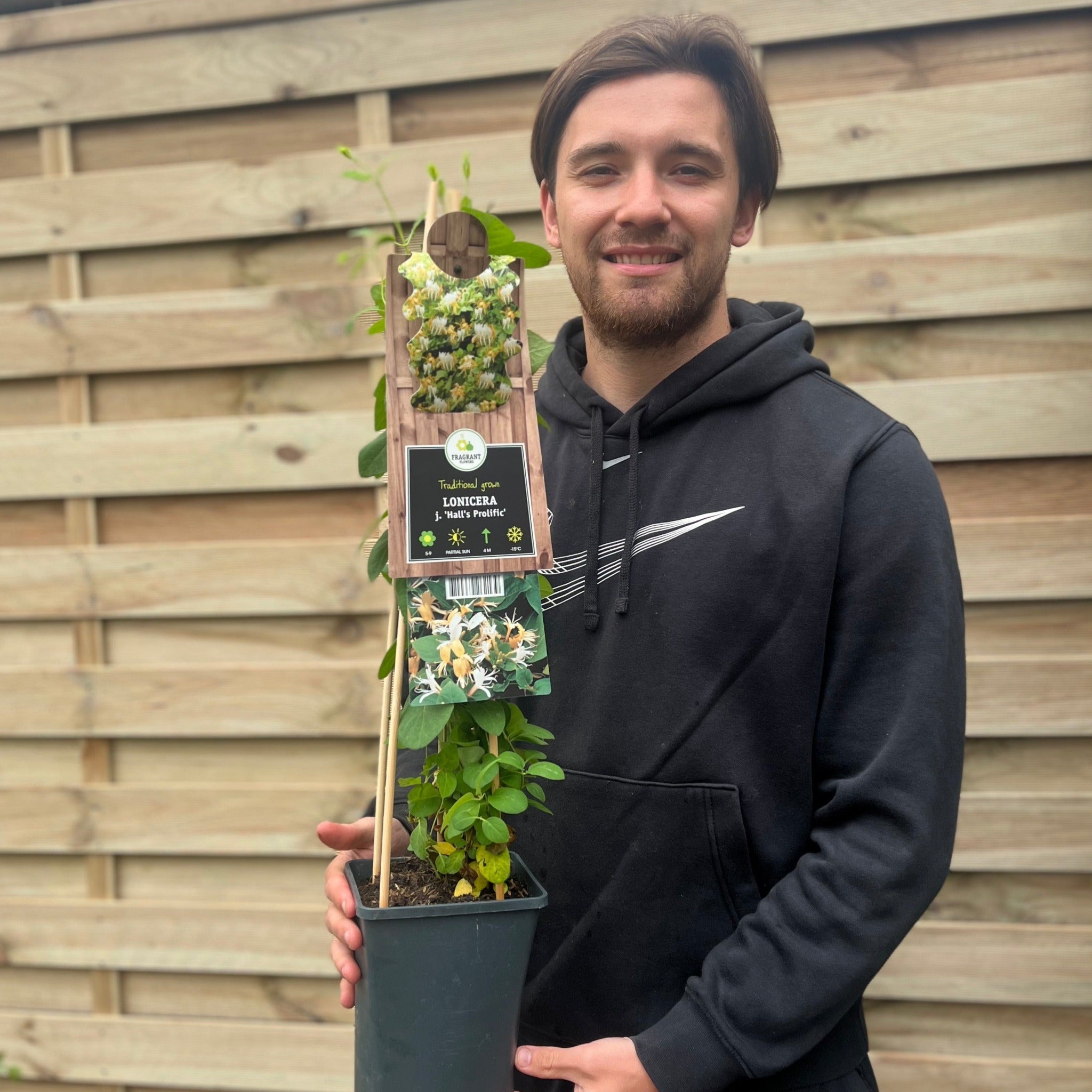 Honeysuckle 'Hall's Prolific' | Lonicera japonica 70cm