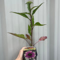 Echinacea purpurea 'Green Twister' 9cm