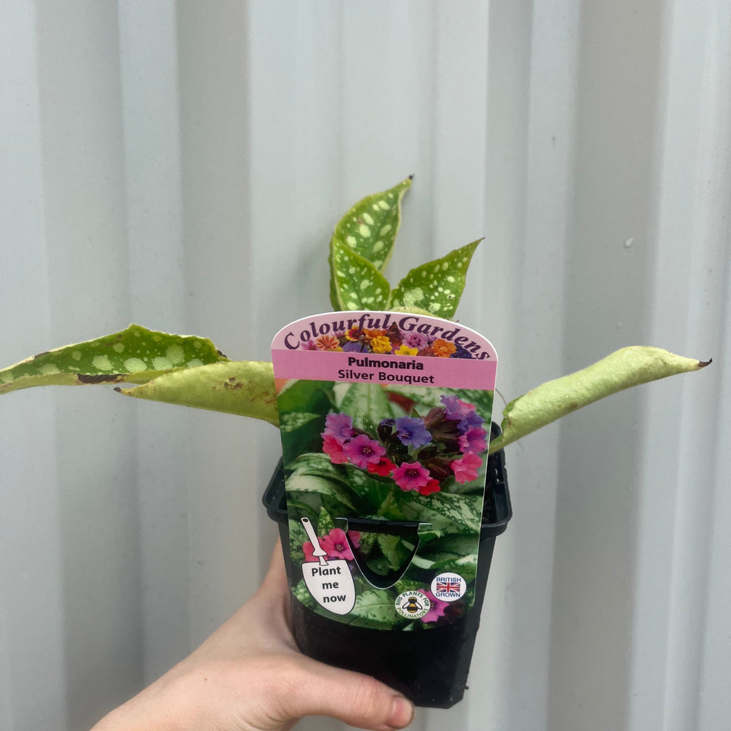 Pulmonaria 'Silver Bouquet' 9cm