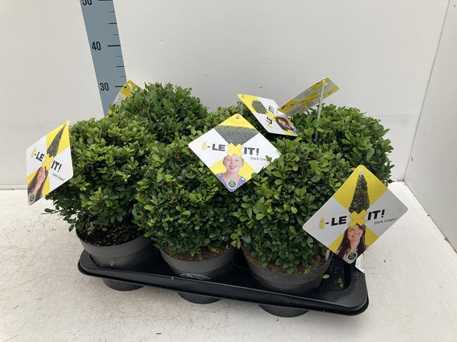 Ilex crenata Dark Green Ball 2L/3L/5L/7.5L