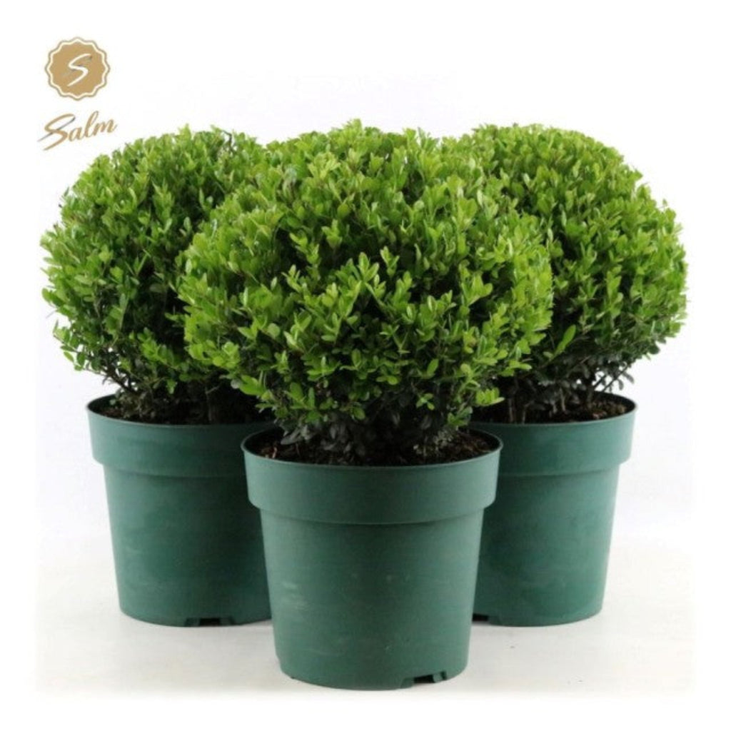 Ilex crenata 'Jenny' Ball 4L