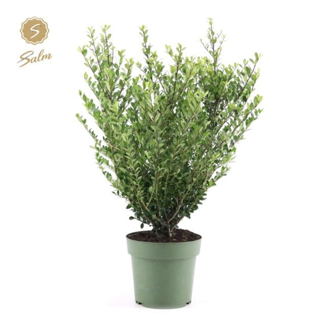 Ilex crenata 'Jenny' 4L (70-80cm inc. growers pot)