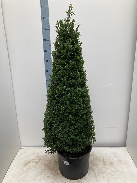 2 x Ilex 'Dark Green' Cones 20L 140-150cm inc. pot