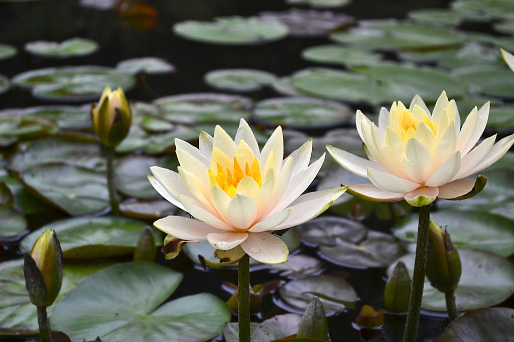 Inner Light water lily - pond plants - LW12