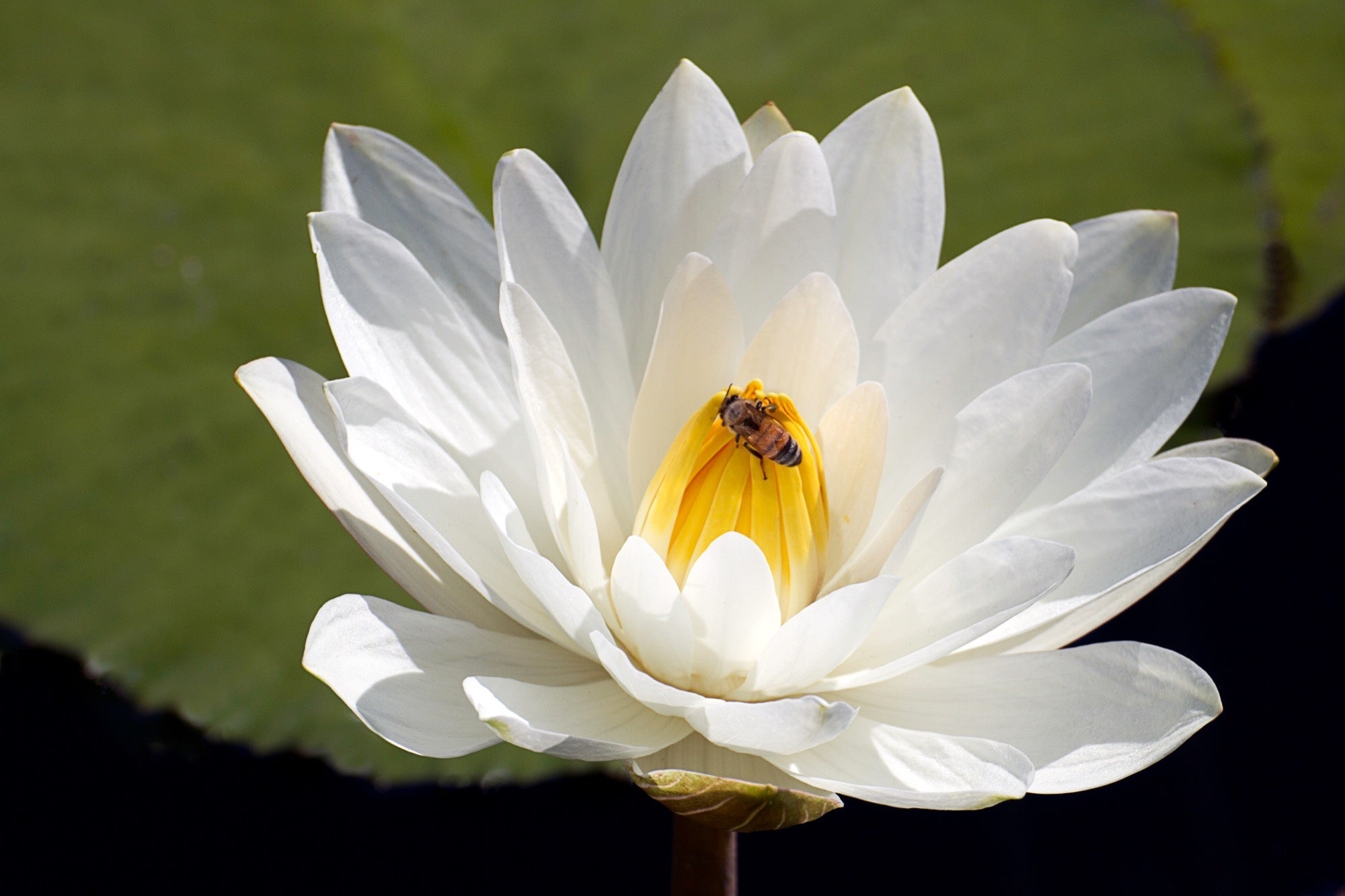 Innocence water lily - pond plants - VLW06