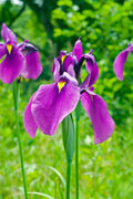 Iris ensata (Iris kaempferi) - Marginal Pond Plants - BP049