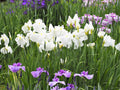 Iris Ensata Dramatic Moment - Marginal Pond Plants - BP054