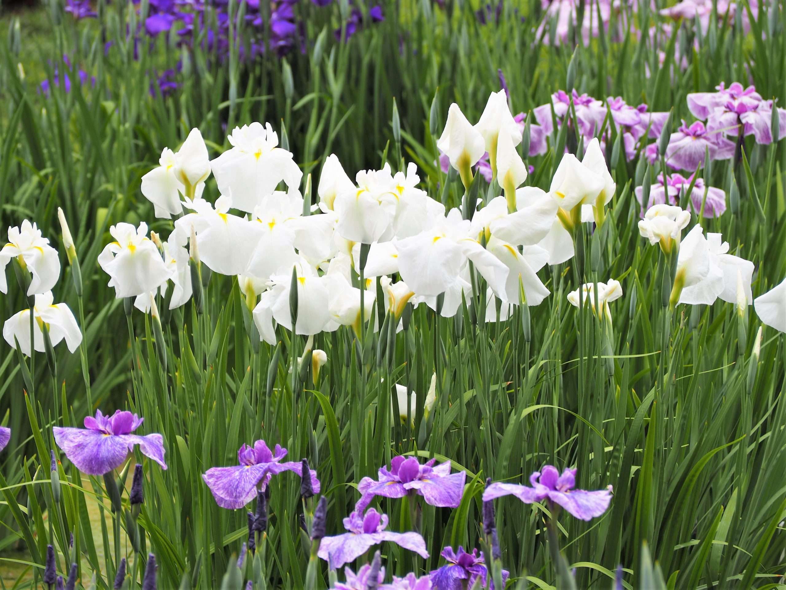 Iris Ensata Dramatic Moment - Marginal Pond Plants - BP054
