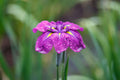 Iris ensata "Eileens Dream" - Marginal Pond Plants - BP055