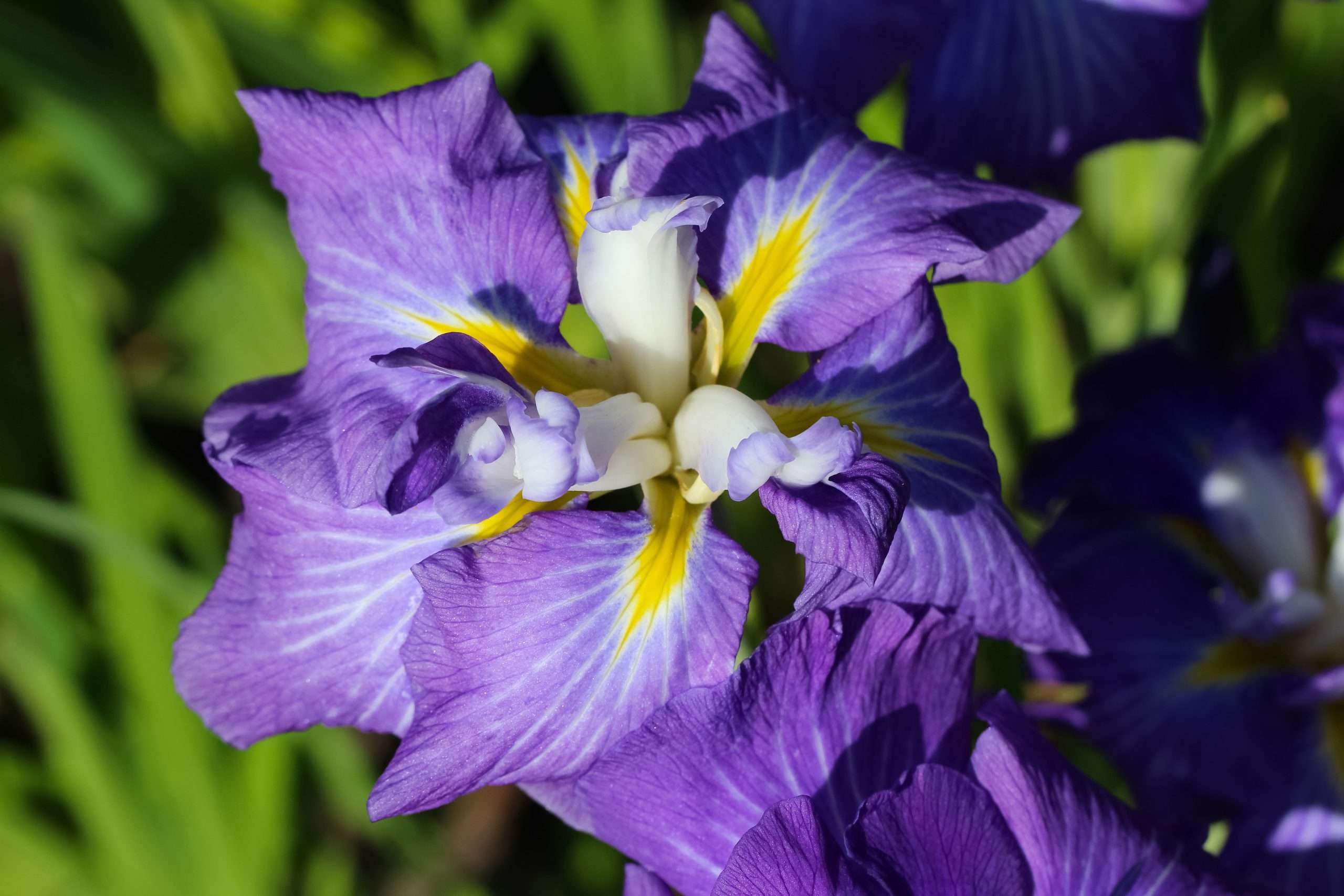 Iris ensata 'Electric Rays' - Marginal Pond Plants - BP056