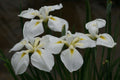 Iris ensata 'Goldbound' - Marginal Pond Plants - BP062