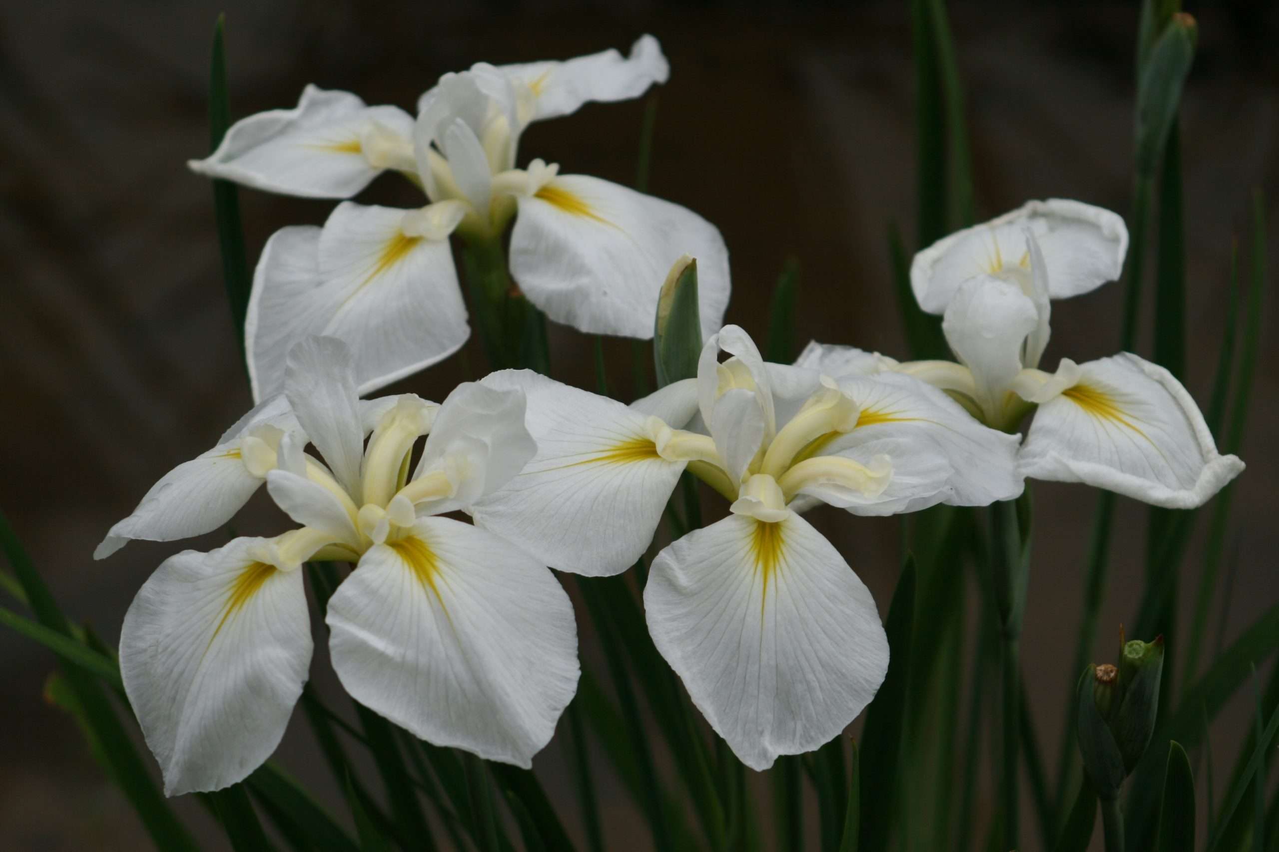 Iris ensata 'Goldbound' - Marginal Pond Plants - BP062