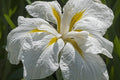 Iris Ensata "Freckled Geisha" - BP058 Packs