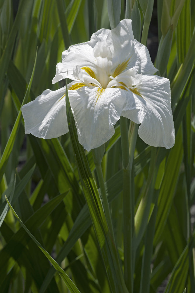 Iris Ensata "Freckled Geisha" - BP058 Packs