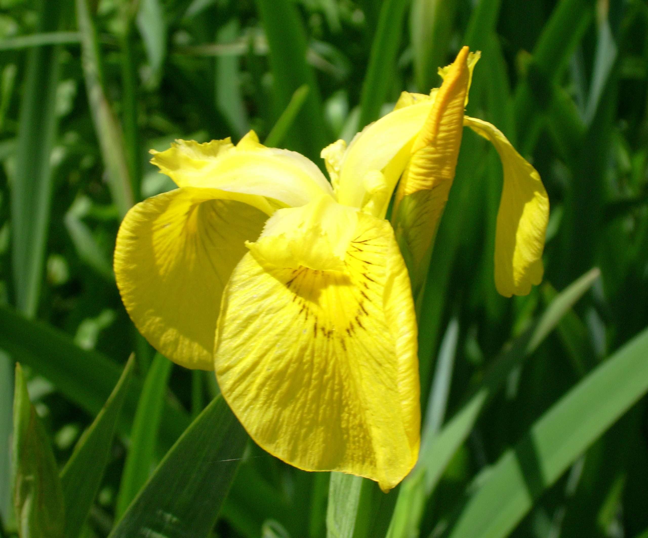 Iris pseudacorus (Yellow flag) - Marginal Pond Plants - MP057