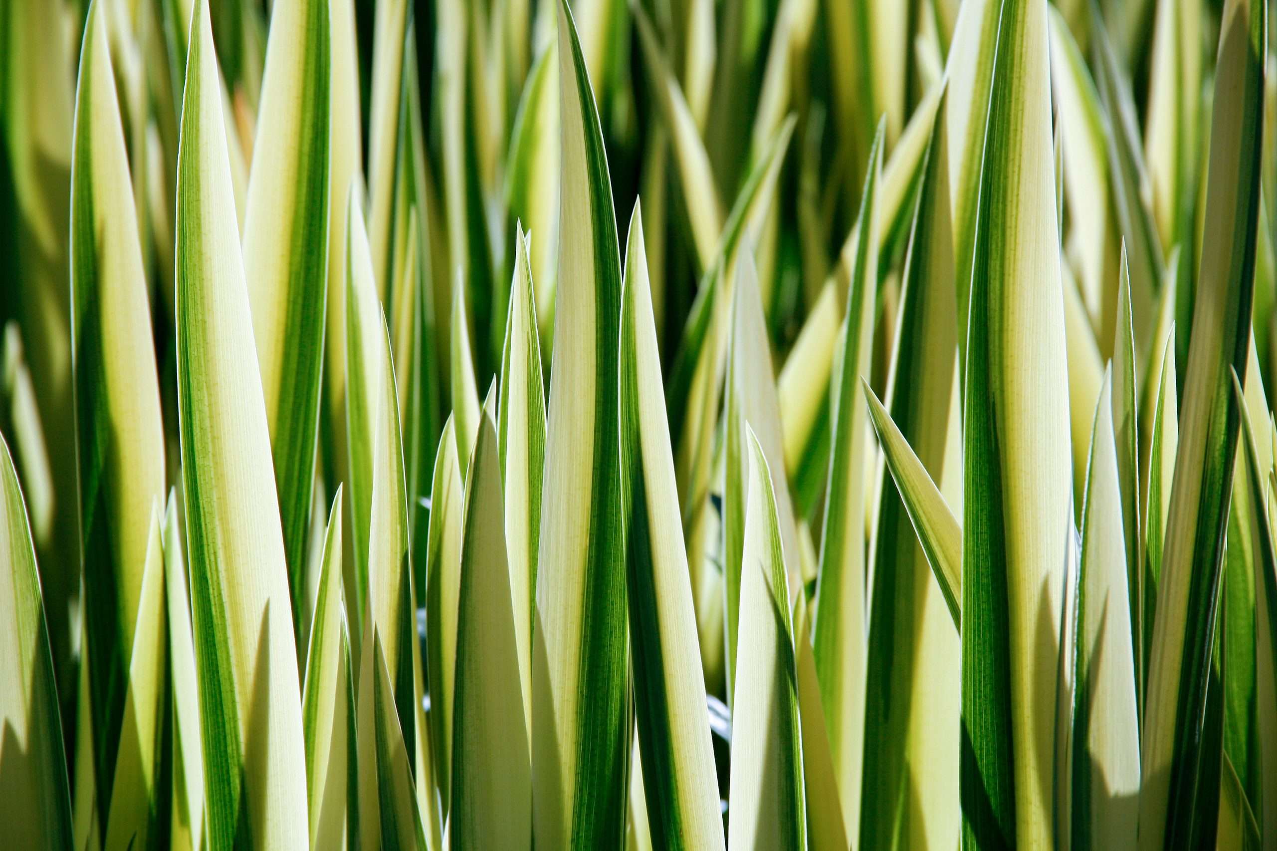Iris pseudacorus variegata (Variegated) - Marginal Pond Plants - MP058