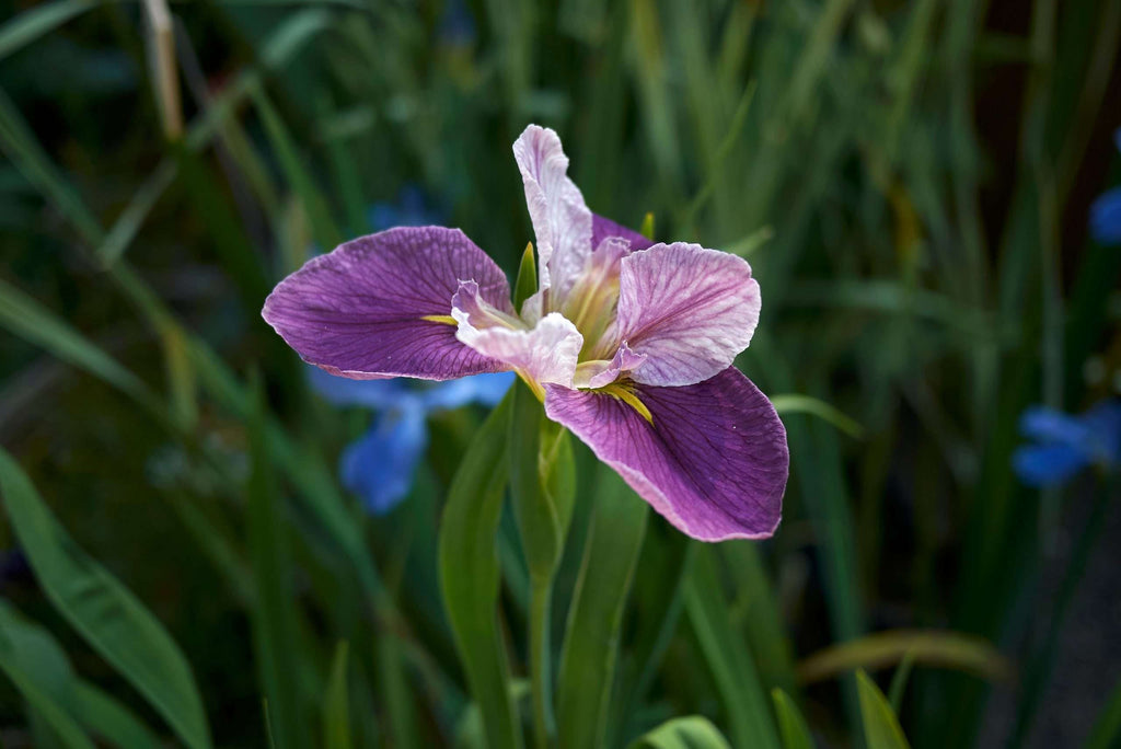 Iris Louisiana 'Colorific' - Marginal Pond Plants - MP053