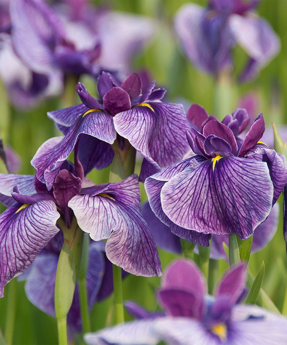 Iris ensata Activity - BP051 Packs