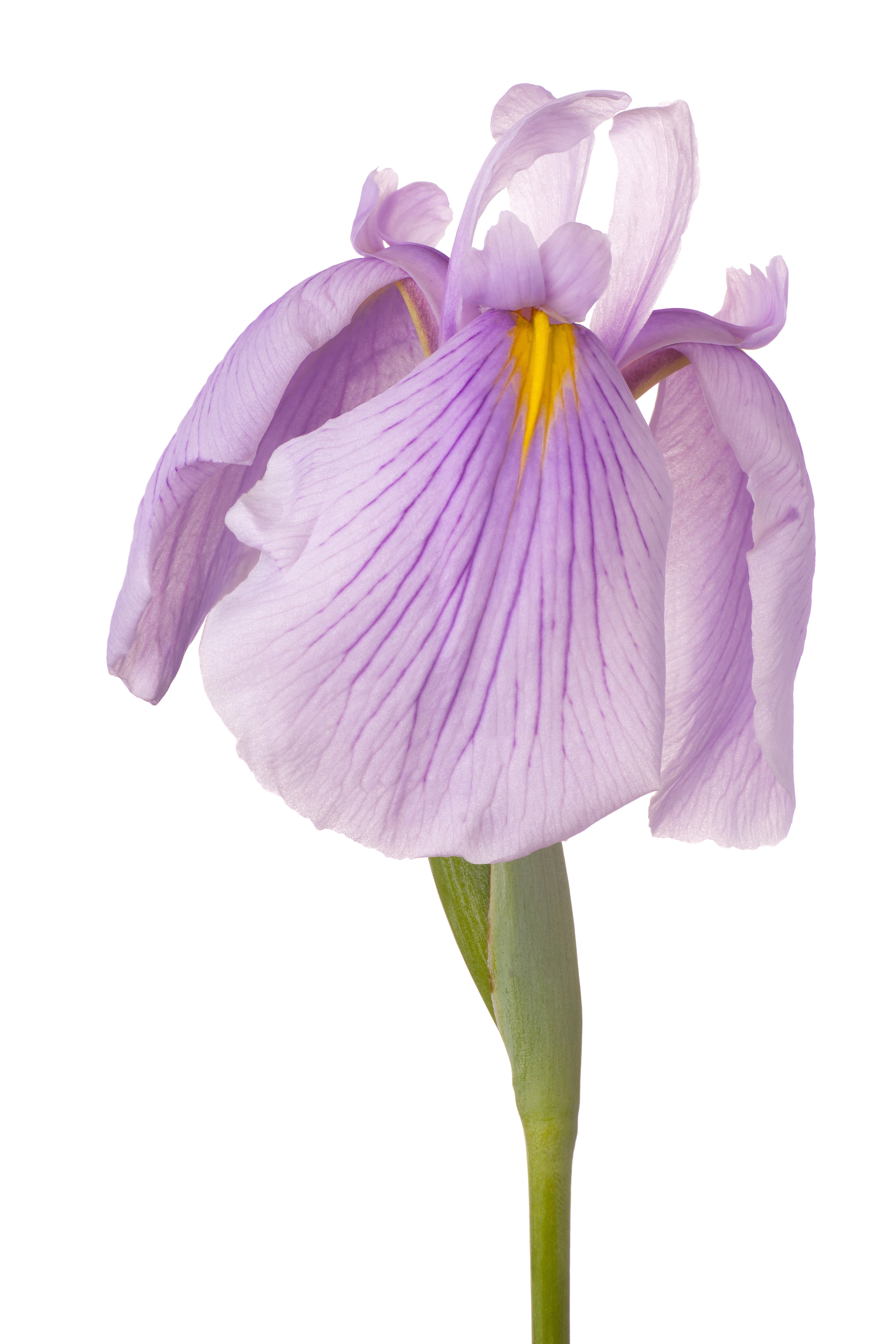 Iris Ensata Darling - BP053 Packs
