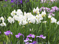 Iris Ensata "Dramatic Moment" - BP054 Packs