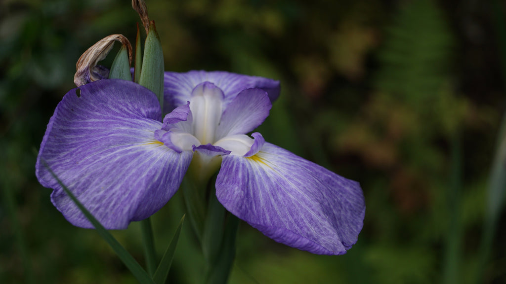 Iris Ensata 'Gracieuse' - BP060 Packs