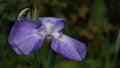 Iris Ensata 'Gracieuse' - BP060 Packs