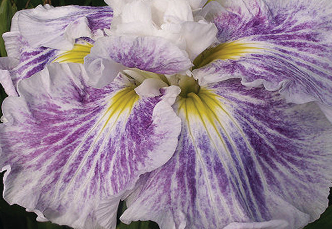 Iris Ensata "Angel Mountain" - BP052 Packs