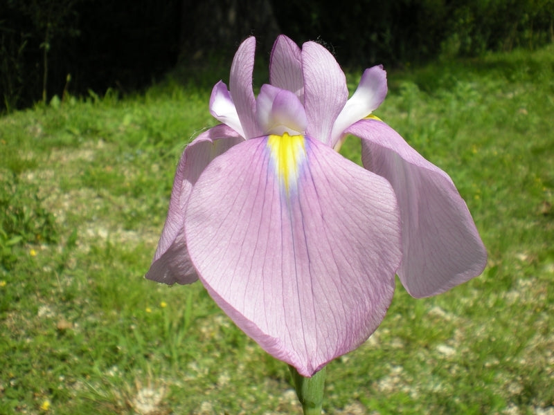 Iris Ensata Darling - BP053 Packs