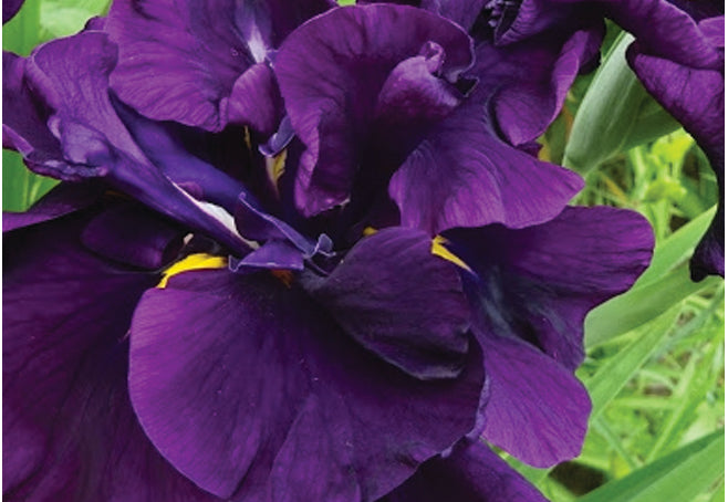 Iris ensata "Eileens Dream" - Marginal Pond Plants - BP055