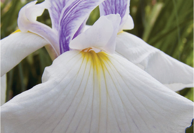 Iris Ensata Emotion - BP057 Packs