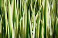 Iris pseudacorus variegata (Variegated) - MP058 Packs