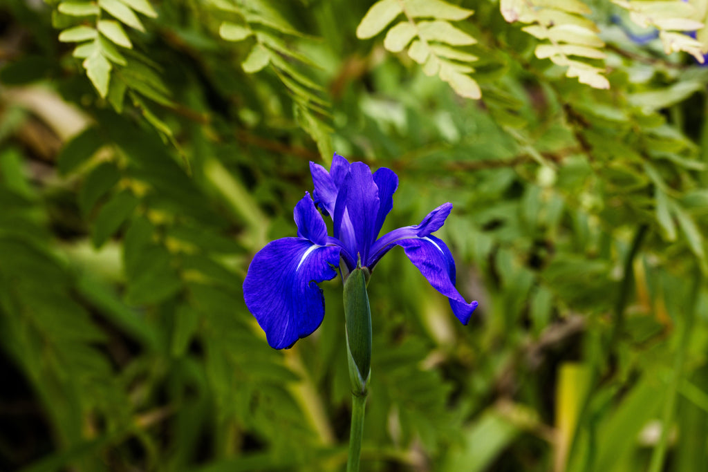 Iris laevigata 'blue' - MP048 Packs