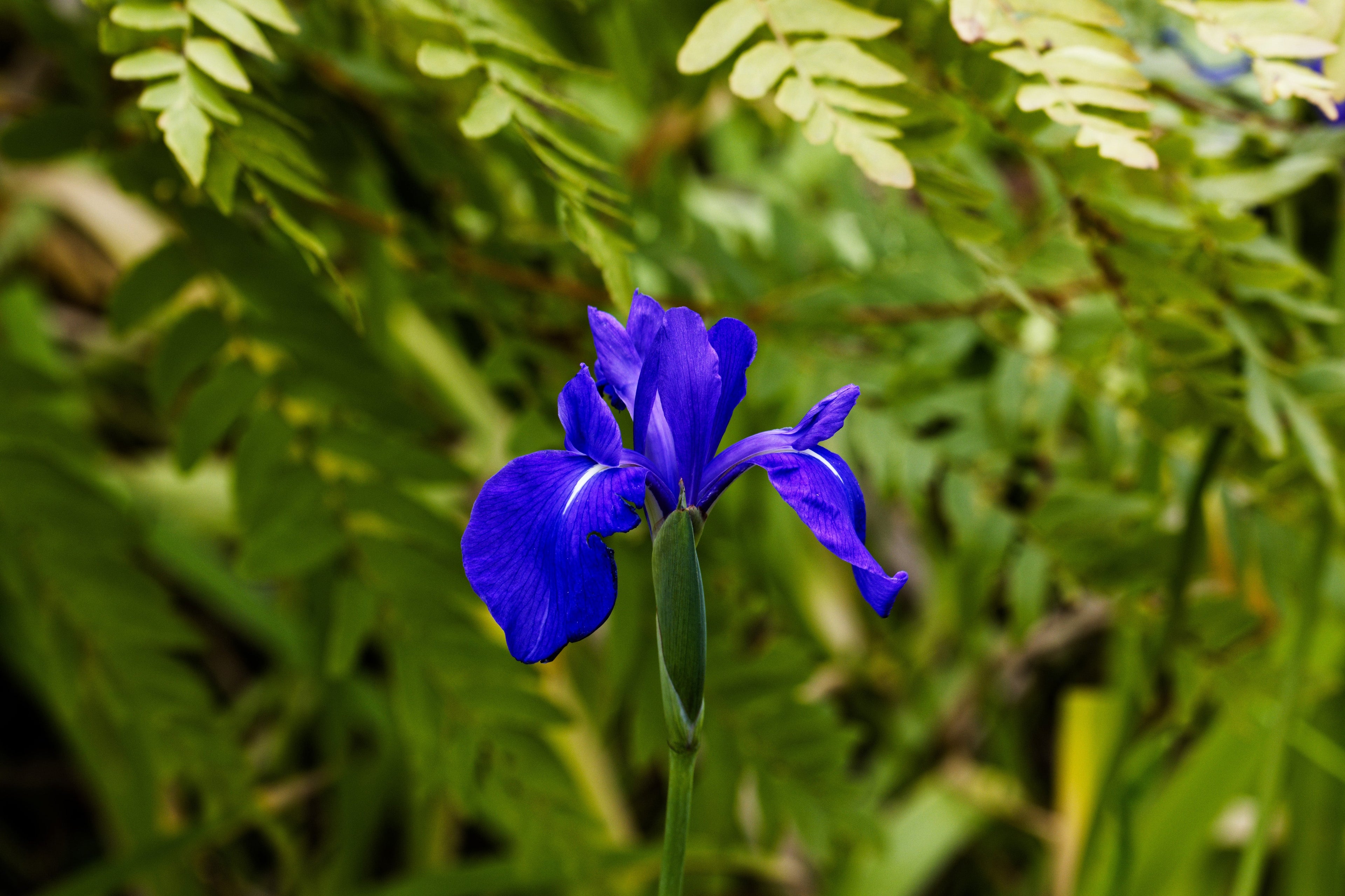 Iris laevigata 'blue' - MP048 Packs
