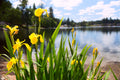 Iris pseudacorus (Yellow flag) - MP057 Packs