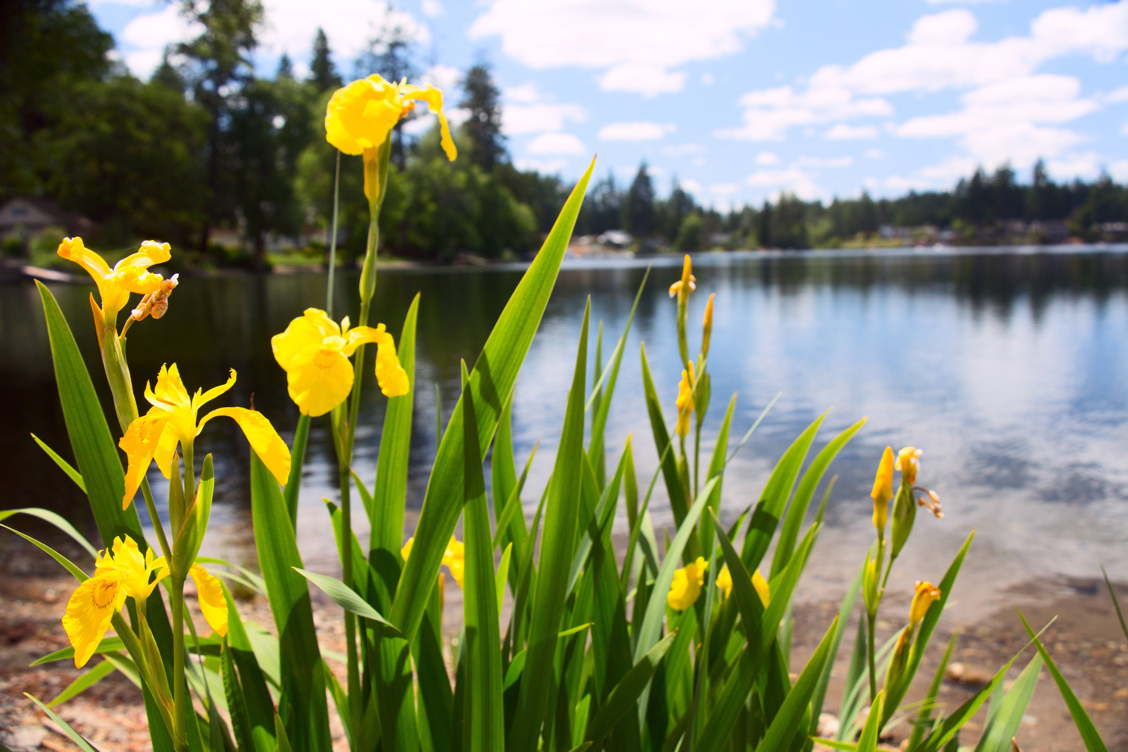 Iris pseudacorus (Yellow flag) - MP057 Packs