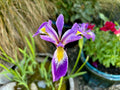 Iris Pseudacorus 'Holden's Child' - MP057A Packs