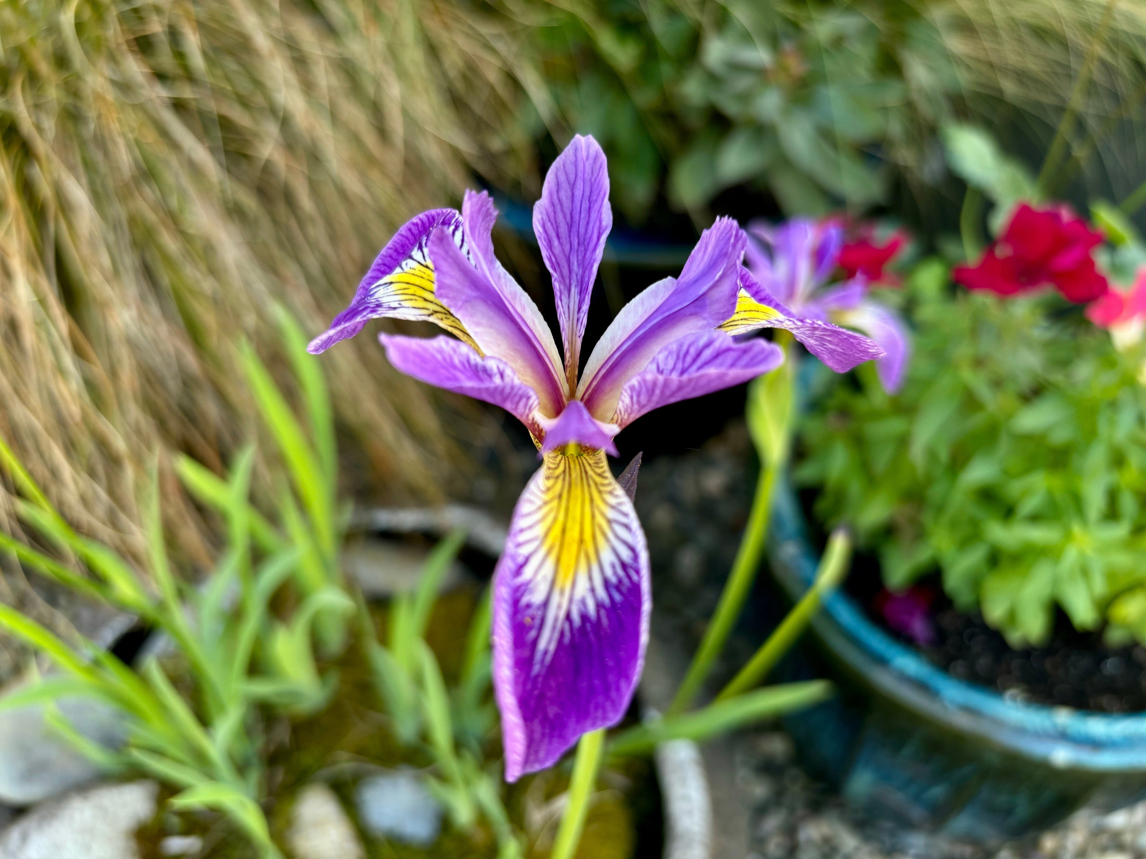 Iris Pseudacorus 'Holden's Child' - MP057A Packs