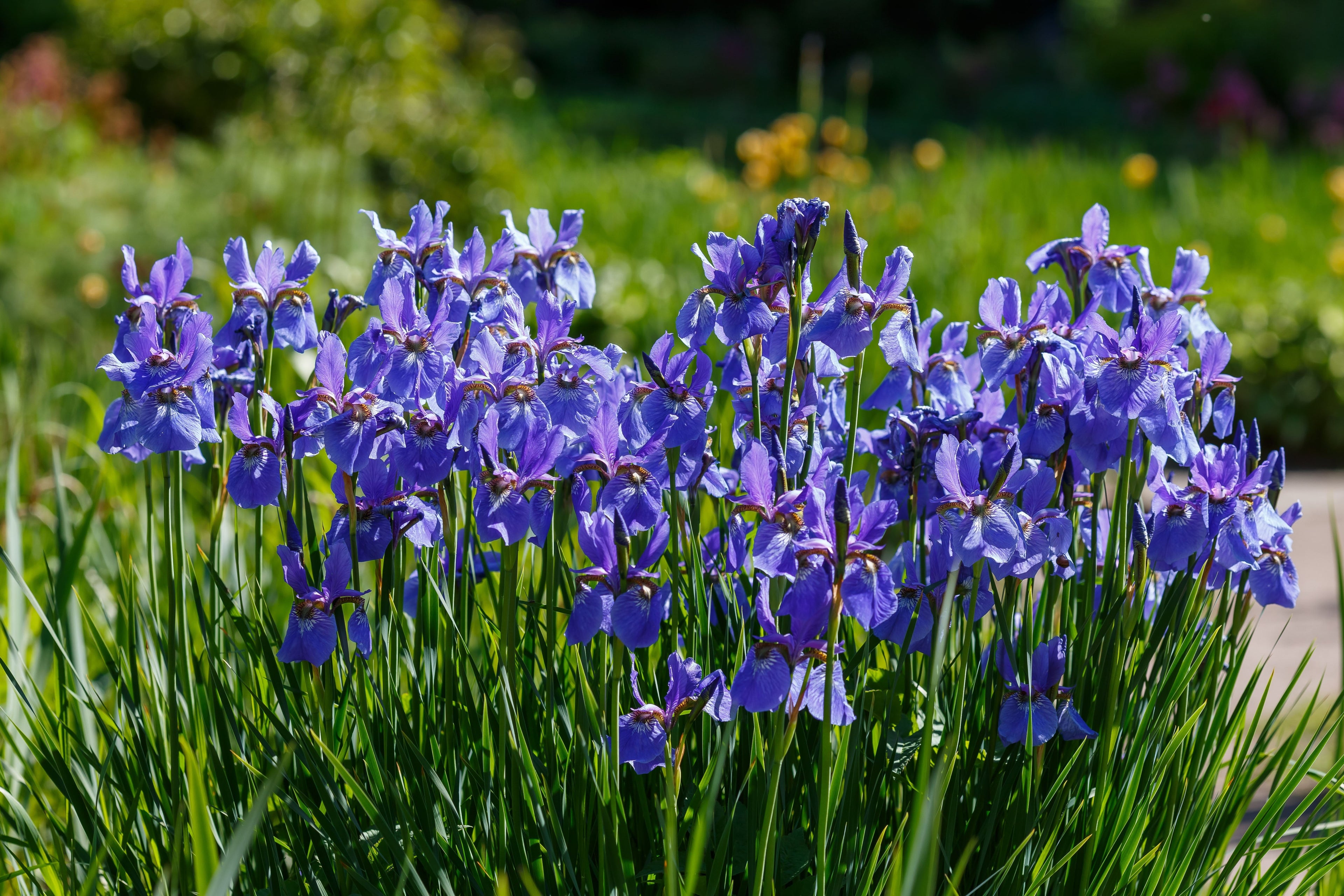 Iris Sibirica - BP068 Packs