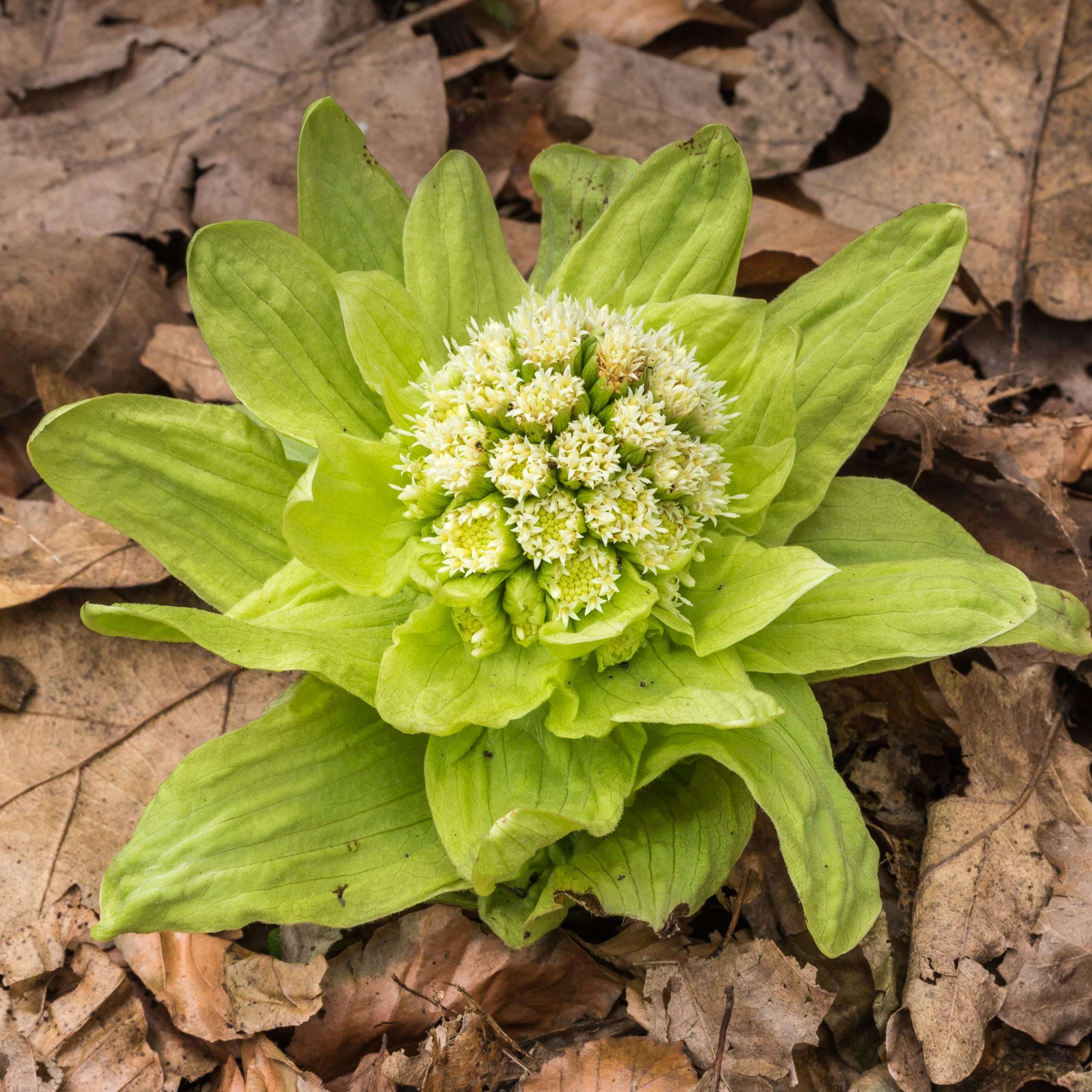 Petasites Japonicus Variegated - Marginal Pond Plants  - MP089C
