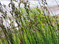 Juncus inflexus (Hard rush) - Marginal Pond Plants - MP067