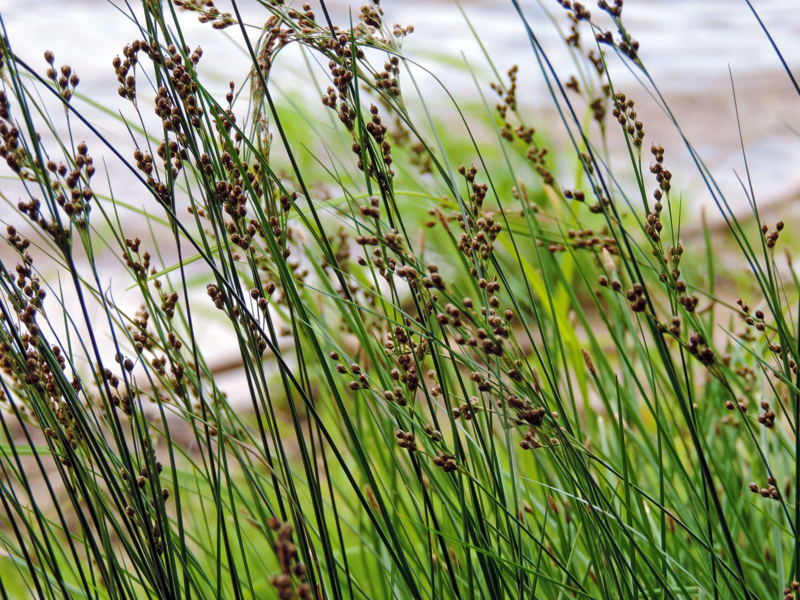 Juncus inflexus (Hard rush) - Marginal Pond Plants - MP067