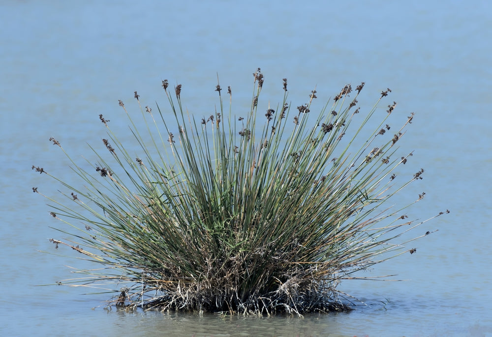 Juncus Maritimus (Sea rush) - MP067A Packs