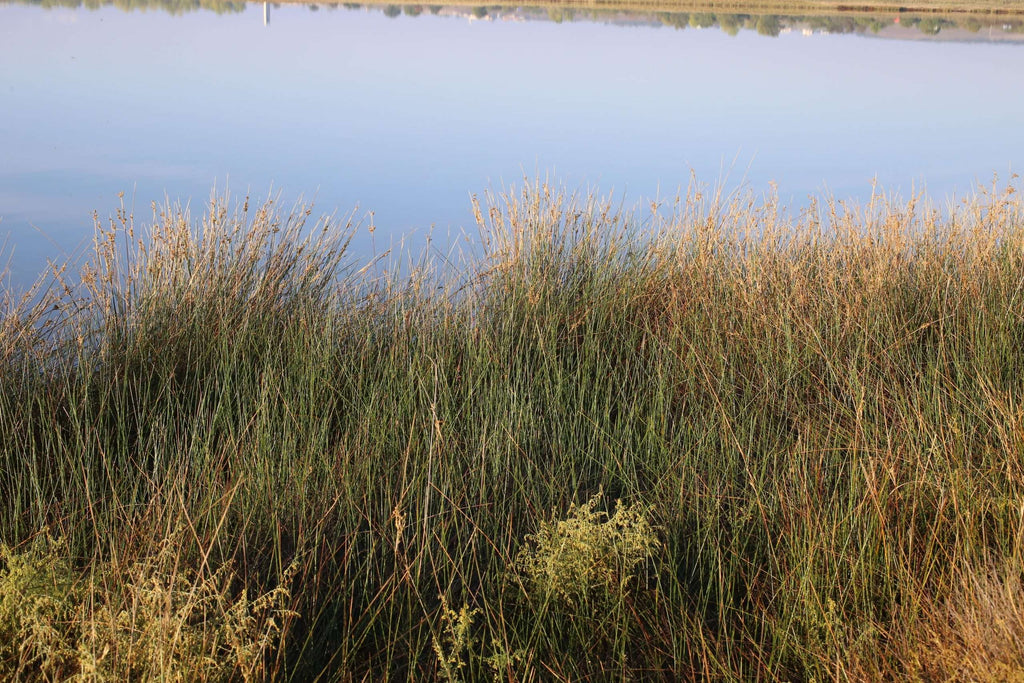 Juncus maritimus (Sea rush) - Marginal Pond Plants - MP067A