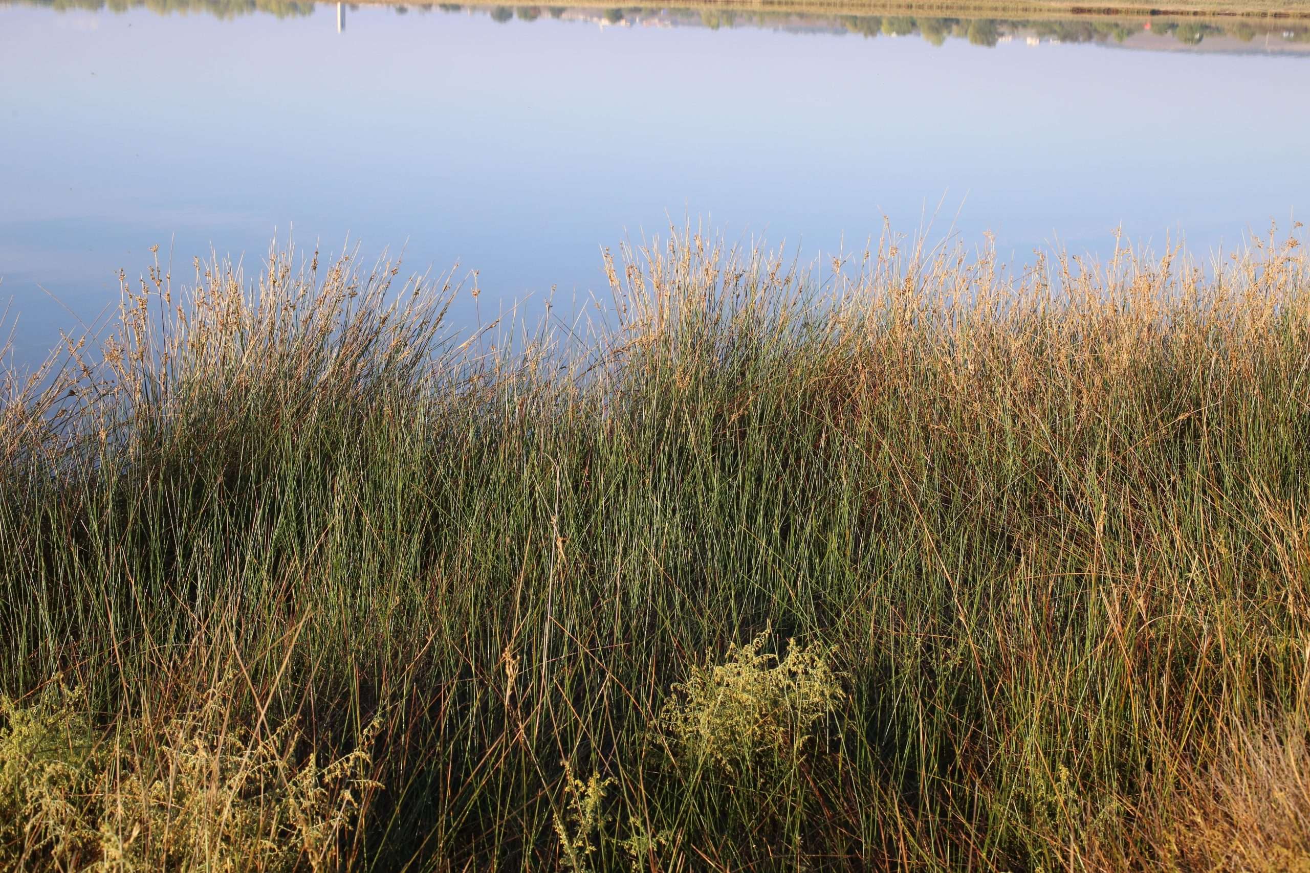 Juncus maritimus (Sea rush) - Marginal Pond Plants - MP067A
