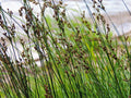Juncus inflexus (Hard rush) - MP067 Packs
